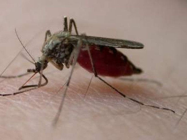 Komarów coraz więcej, ale miasto nie planuje dużych oprysków.