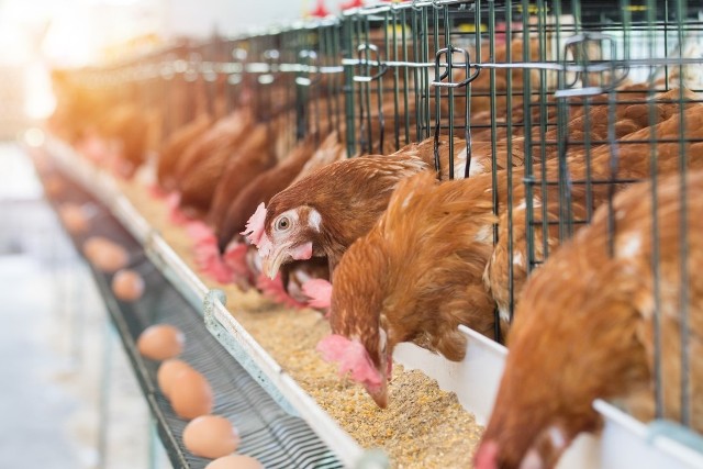 Duże sieci handlowe deklarują wycofanie ze sprzedaży jaj od kur hodowanych w klatkach.