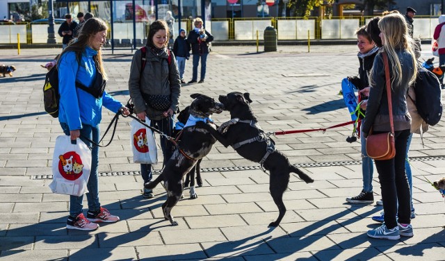 PARADA PSÓW ADOPTOWANYCHPARADA PSÓW ADOPTOWANYCH (A TAKŻE INNYCH PSIAKÓW KOCHANYCH I WSPIERAJĄCYCH ADOPCJĘ)  11 października 2015 r. 10.00 zbiórka przed Stadionem "Zawiszy