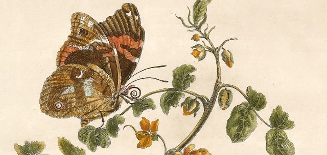 "Maria Sibylla Merian. Z kolekcji Kunstkabinett Strehler"