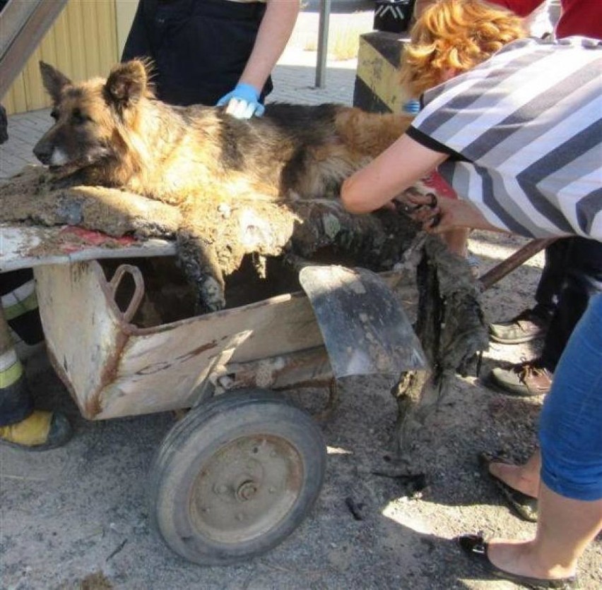 Strażacy przez pięć godzin ratowali psa... uwięzionego w...