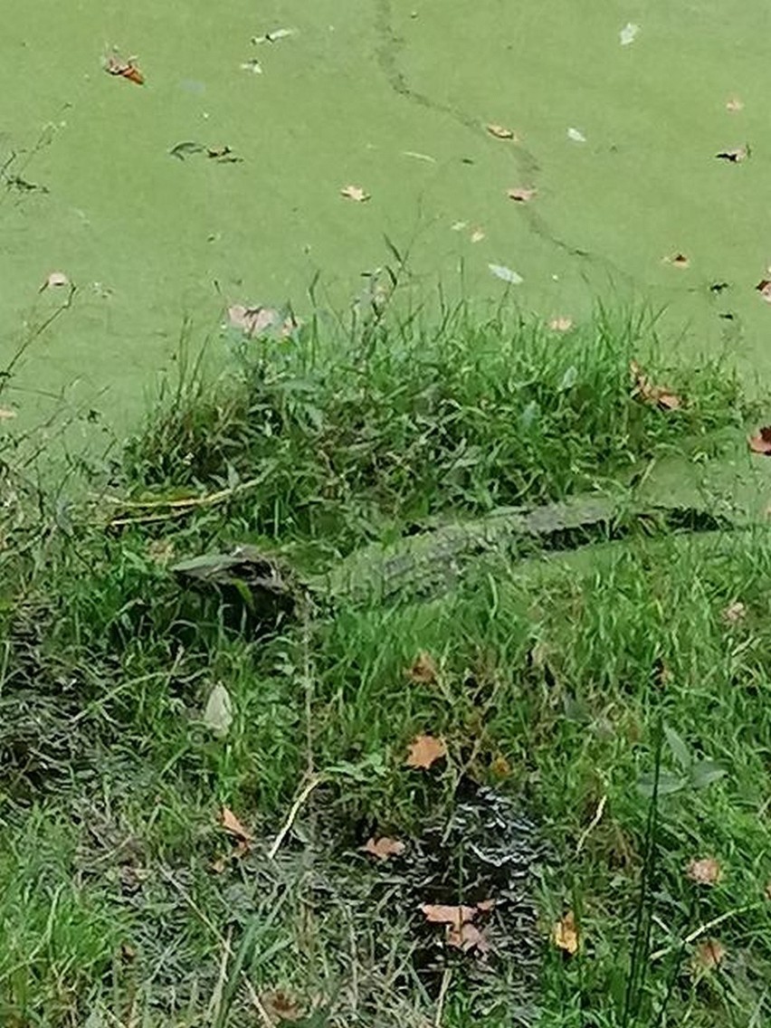 Aligator zamieszkał nad Odrą we Wrocławiu