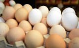 Polska drugim eksporterem jaj w UE. Zobacz, kto je kupuje