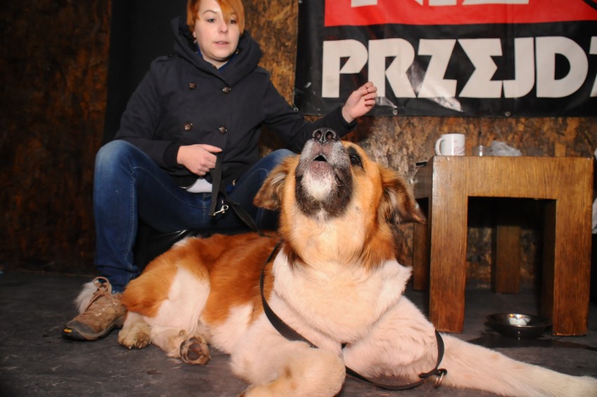 Stowarzyszenie Dog Rescue zorganizowało akcję adopcyjną w Krakowie [ZDJĘCIA] 