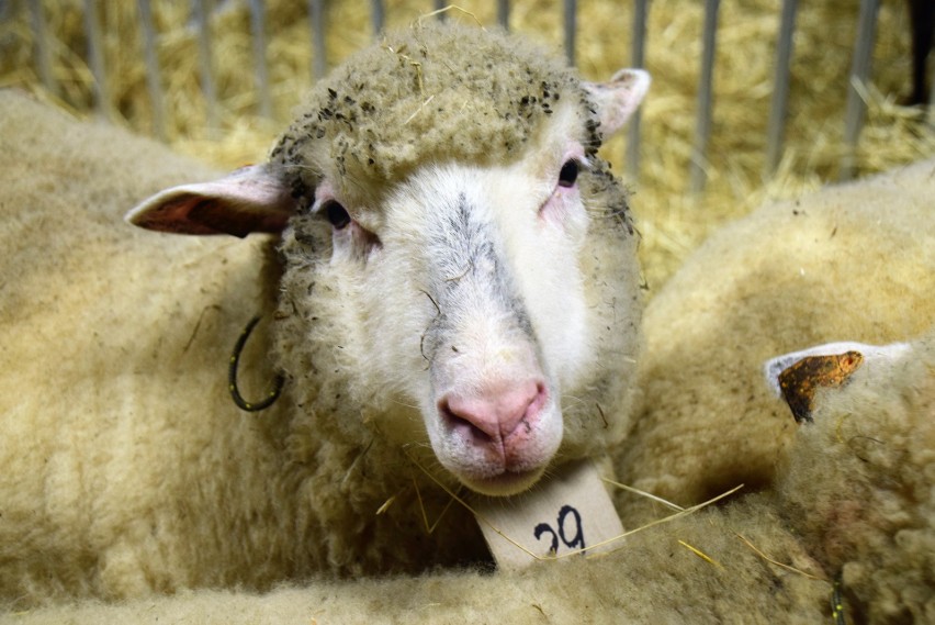 283 401 liczba sztuk owiec zarejestrowana w systemie IRZ -...