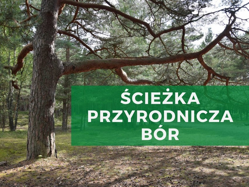 Ścieżka przyrodnicza „Bór” koło Głogowa Małopolskiego...