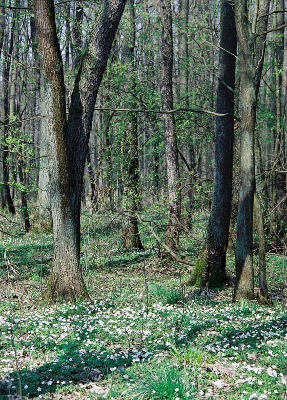 Na terenie brzeskiego nadleśnictwa pojawi się niebawem 224...