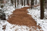 Ekstremalna, leśna trasa dla rowerzystów powstaje w miejskim lesie w Kielcach. Już wygląda świetnie. Zobaczcie zdjęcia i film