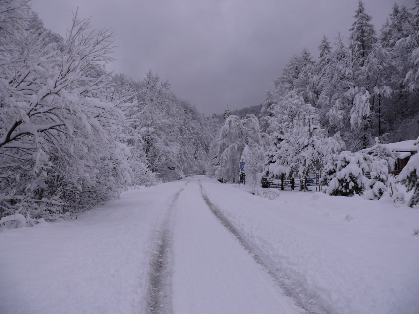 W Bieszczadach zima jak z bajki. Zobaczcie piękne przyprószone śniegiem drzewa. Drogi też są białe [ZDJĘCIA INTERNAUTY]