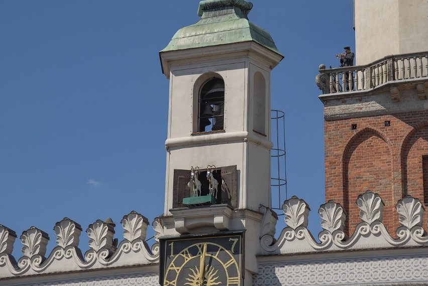 Poznańskie koziołki w maseczkach mają przypominać...