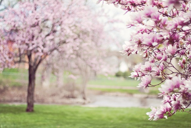 Magnolia w ogrodzieMagnolia wygląda na roślinę delikatną i dlatego niektórzy ogrodnicy wahają się, czy warto ją zasadzić na działce. Tymczasem nie ma ku temu przeszkód.