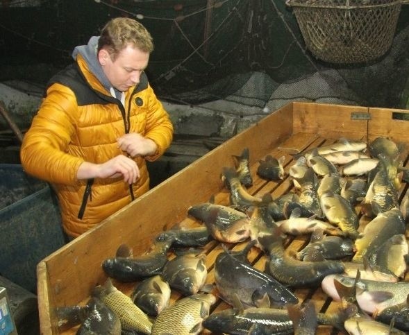 Dominik Druch prowadzi największe 600-hektarowe gospodarstwo rybackie w Świętokrzyskiem. Produkuje 300 ton ryby do handlu.