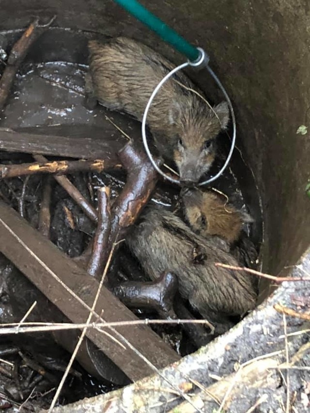 Strażacy z OSP Ustronie Morskie uratowali w czwartek cztery młode dziki, które wpadły do niezabezpieczonej studni w parku przy ul. Marynarki Wojennej w Ustroniu Morskim. Warchlaki udało się wydobyć całe i zdrowe. Gdy tylko odzyskały wolność, umknęły w dal. Akcja nie była łatwa, zajęła strażakom około dwóch godzin. Strażacy powiadomili też Powiatowego Inspektora Nadzoru Budowlanego o niezabezpieczonej studni. Zobacz także: Kontrola prędkości w Koszalinie28263357-d5a6-6157-51e1-63fb29b1e06f,460127e9-413f-d6a2-b27b-e1c00458c354