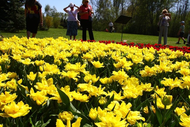 Tulipany w ogrodzie botanicznym w Łodzi