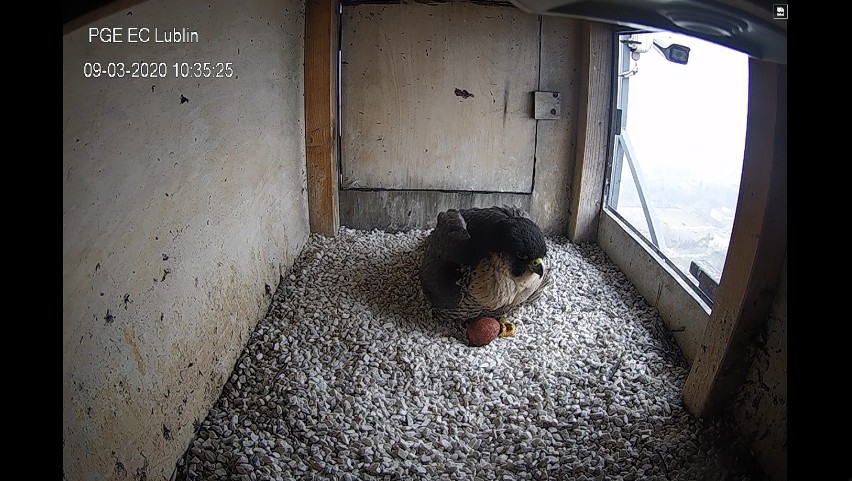 Wrotka złożyła jajko w sokolim gnieździe na Wrotkowie w Lublinie. Zobacz wideo