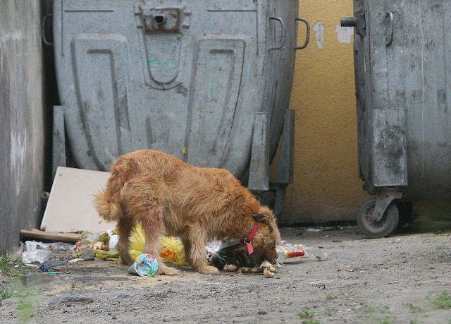 Według mieszkanki Gorzkowic, porzucanie zwierząt w tej miejscowości to prawdziwa plaga