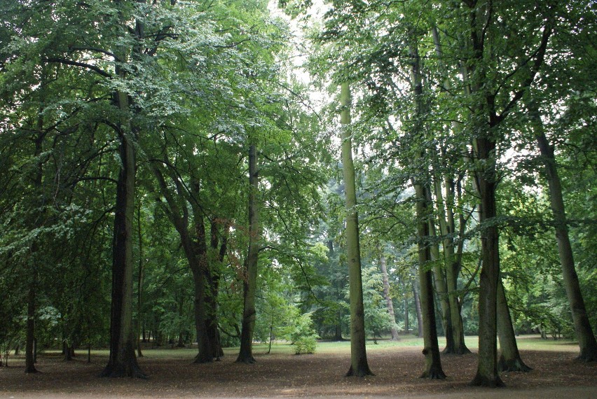 Park Miejski w Kaliszu wkrótce będzie jeszcze piękniejszy [ZDJĘCIA]