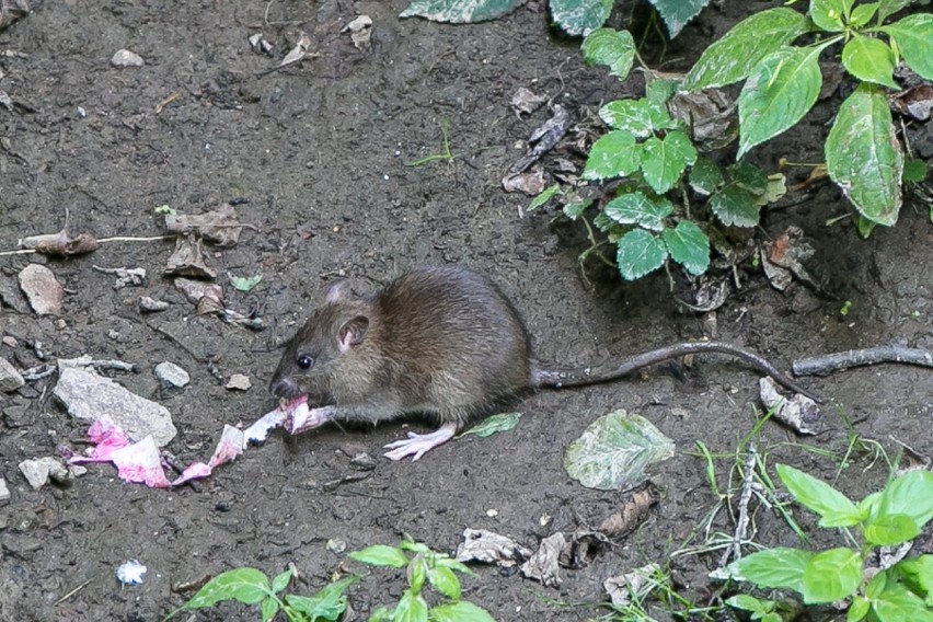 Zasypią nory szczurów w parku Kościuszki