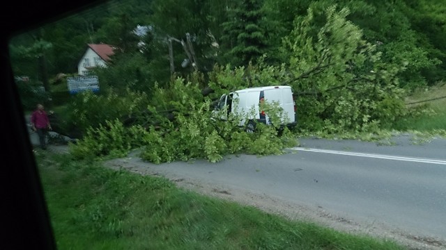 Powalone drzewo na ul. Księcia Józefa, w rejonie przystanku Bielańskie Skały.