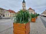 Na Rynku Kościuszki w Białymstoku pojawiła się nowa szata roślina. Będą też ławki z donicami. To zieleń ozdobna
