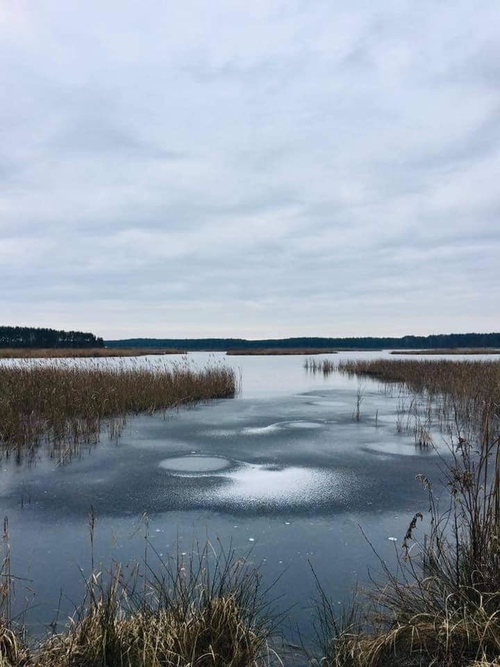 Lasy Janowskie - Rezerwat Imielity Ług...