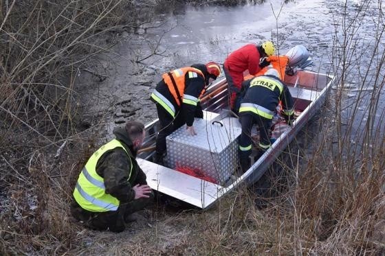 Puszcza Białowieska. Strażacy i pracownicy Nadleśnictwa Hajnówka uratowali młodego jelenia przed zatonięciem [ZDJĘCIA]