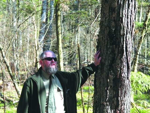 - Wiele osób uważa, że wycięcie jakiegokolwiek drzewa to  duża strata w środowisku - mówi Andrzej Antczak. - Na pewno nie jest to obojętne, ale gdybyśmy wcześniej tego nie robili, to w niższych partiach lasu byłoby ciemno i nie rosłyby tam inne rośliny.