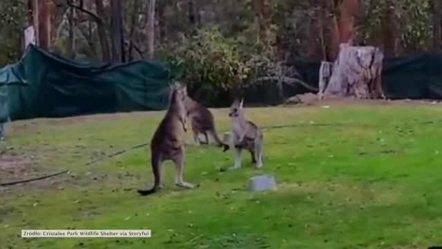 Kangury z australijskiego rezerwatu przyrody Cristalee Park nie narzekają na nudę
