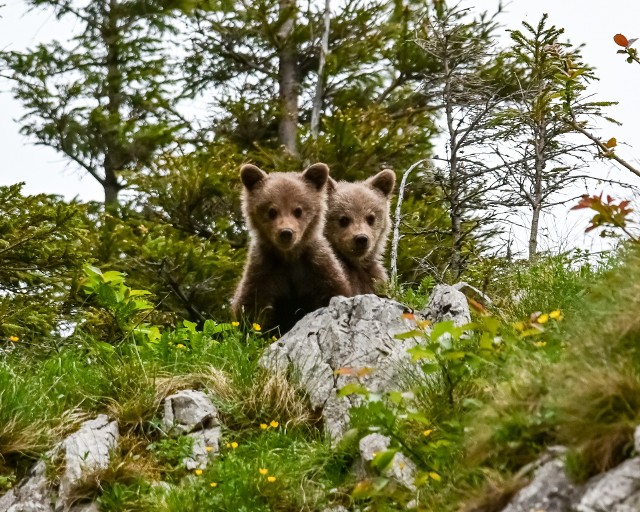 Przewodnik tatrzański Jan Krzeptowski-Sabała uchwycił na zdjęciach rodzinę niedźwiedzią w Dolinie Kościeliskiej
