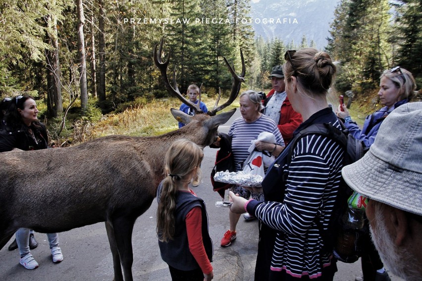 Tatry: Nie pomagają apele i prośby. Turyści dalej karmią jelenia z Morskiego Oka. Zimą czeka go śmierć?