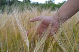 Problemy plonowania zbóż - konferencja w Przysieku