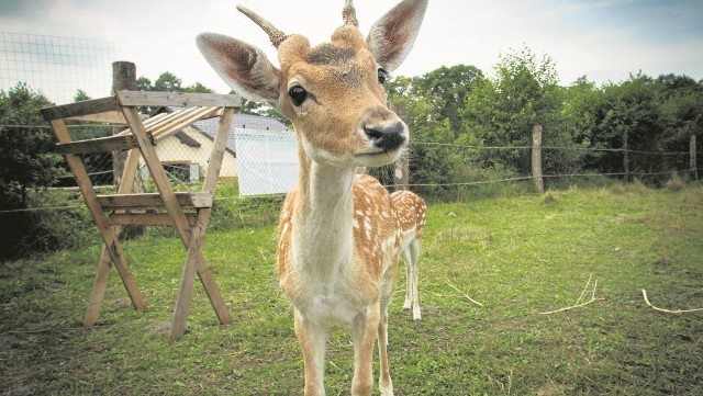 Grupa , która zdobędzie drugie miejsce w powiecie staszowskim wybierze się na wycieczkę do ośrodka Sielsko na Wygodzie. Znajduje się tam dinopark, minizoo, place zabaw i wiele innych atrakcji.