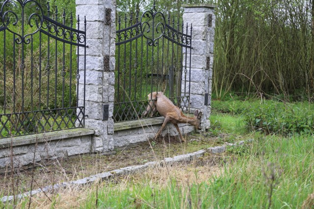 Uratowali koziołka, który utknął w ogrodzeniu