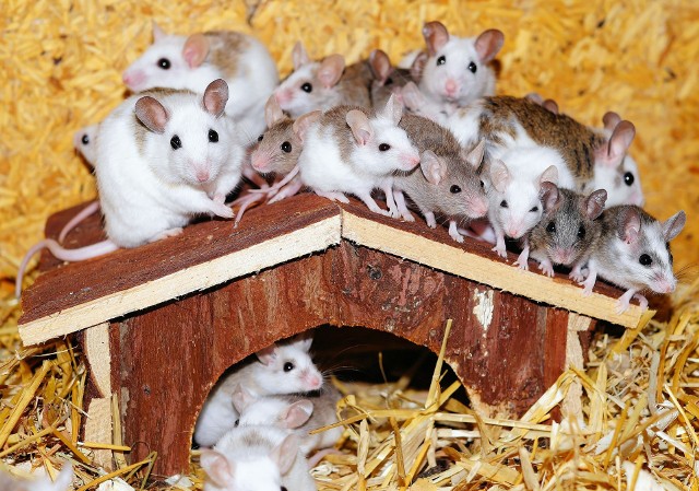 Nowego wirusa wykryto u myszy. Nie wiadomo jeszcze, jaki jest jego wpływ na człowieka.