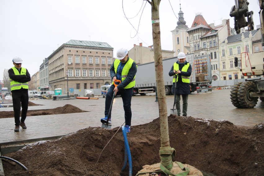 Nasadzanie drzew na placu Wojska Polskiego....