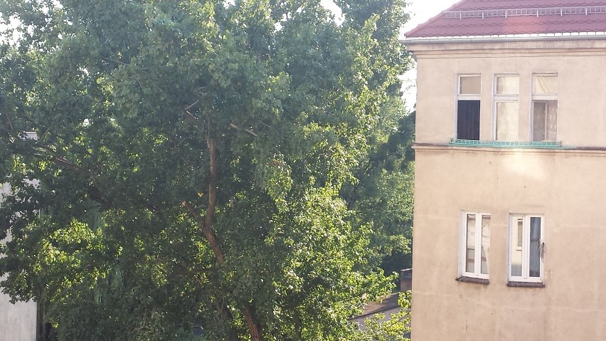 Konar uszkodził ci auto? Wrocław wypłaci odszkodowanie, jeśli drzewo należy do miasta (ZDJĘCIA)