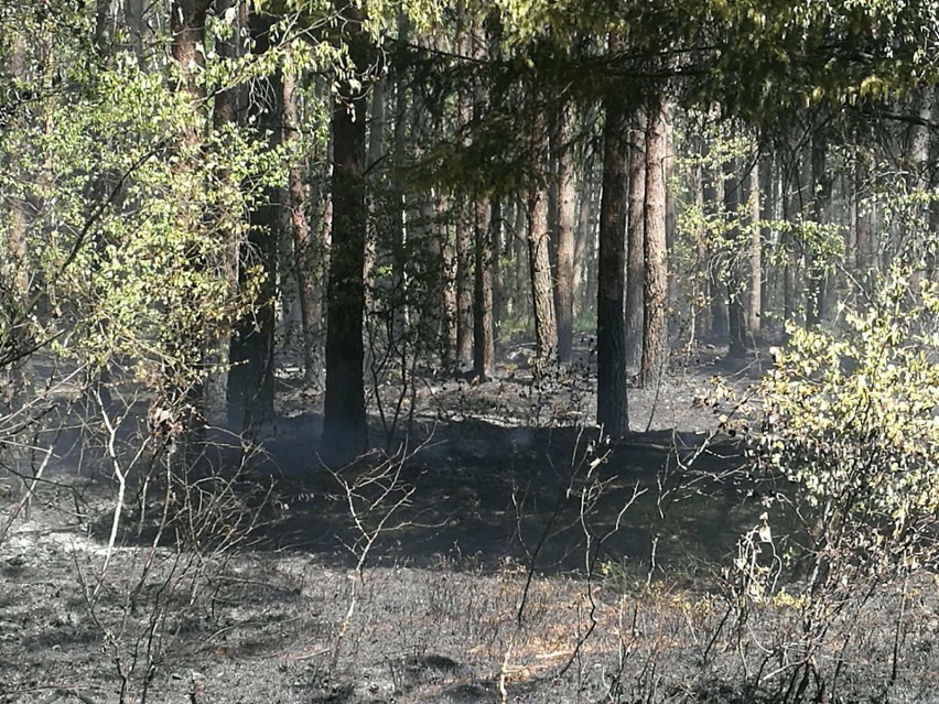 Duży pożar lasu w nadleśnictwo Żelimucha. Spłonęło około 1,5...