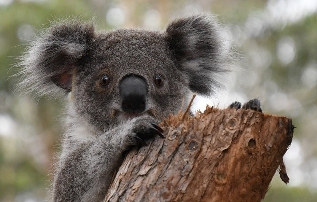 Koala Hockey Luna.