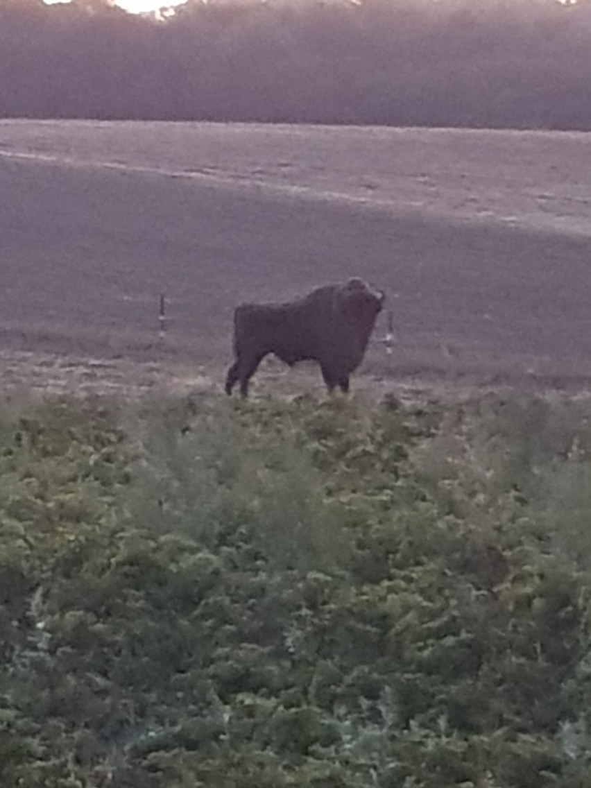 Żubry w naszym regionie były widziane już wielokrotnie. Nasi...