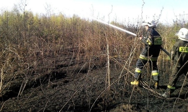 Strażacy walczyli w niedzielę z ogniem w lesie w Górnowoli.