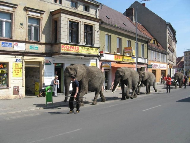 Słonie przeszły się spokojnie ulicami Żar.