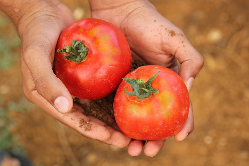 Niewłaściwe przygotowanie gleby - pomidory potrzebują żyznej...