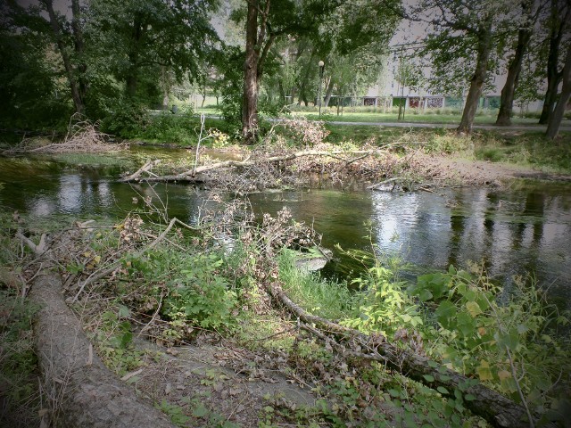 Wiatrołomy na skwerze w pobliżu ul. Słonecznej mają zniknąć w przeciągu kilku dni. Drzewa zalegające w Słupi również mają zostać usunięte z koryta rzeki.