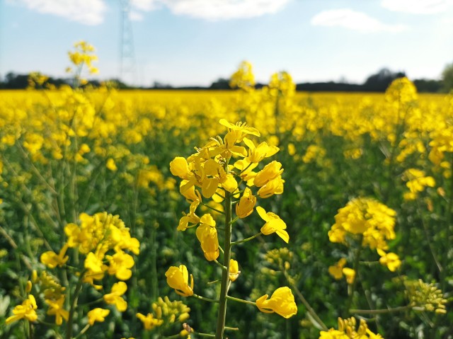 Na polach w naszym regionie w najlepsze kwitną już całe pola rzepaku