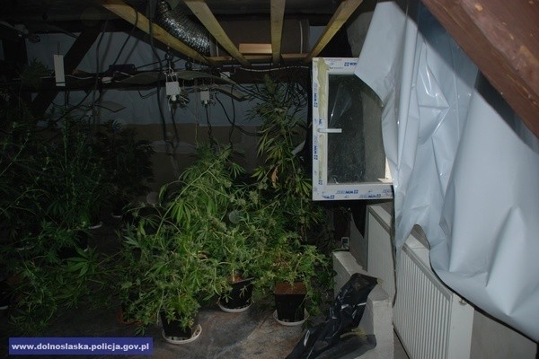 Plantacja marihuany zlikwidowana. Znaleziono 80 krzewów i ponad 4 tys. porcji narkotyku (ZDJĘCIA)