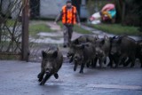 Dziki na ulicy Kościuszki w Toruniu! Udało się je przepędzić w okolice Dębowej Góry