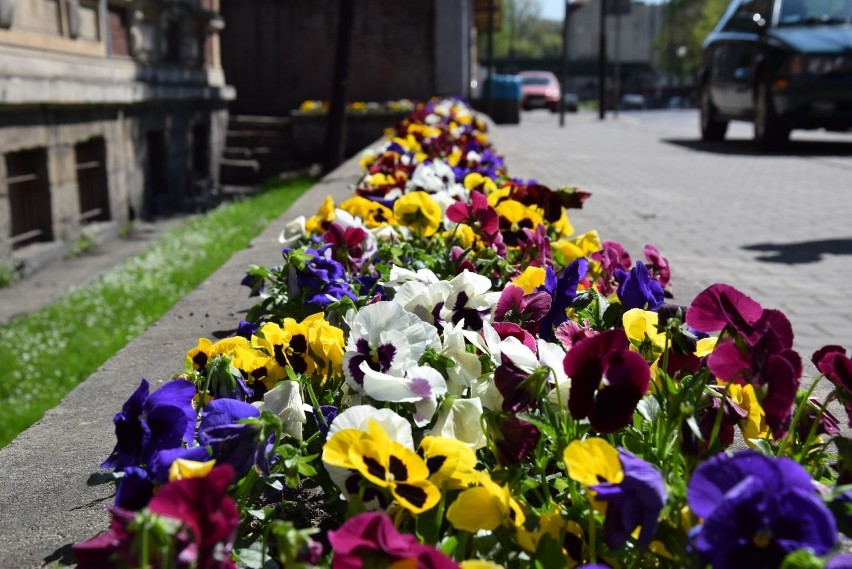 Lubliniec kupi kilka tysięcy kwiatów, by ratować lokalne...