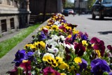 Lubliniec kupi kilka tysięcy kwiatów, by ratować lokalne firmy ogrodnicze. W szklarniach zalegają setki tysięcy roślin. To przez koronawirus
