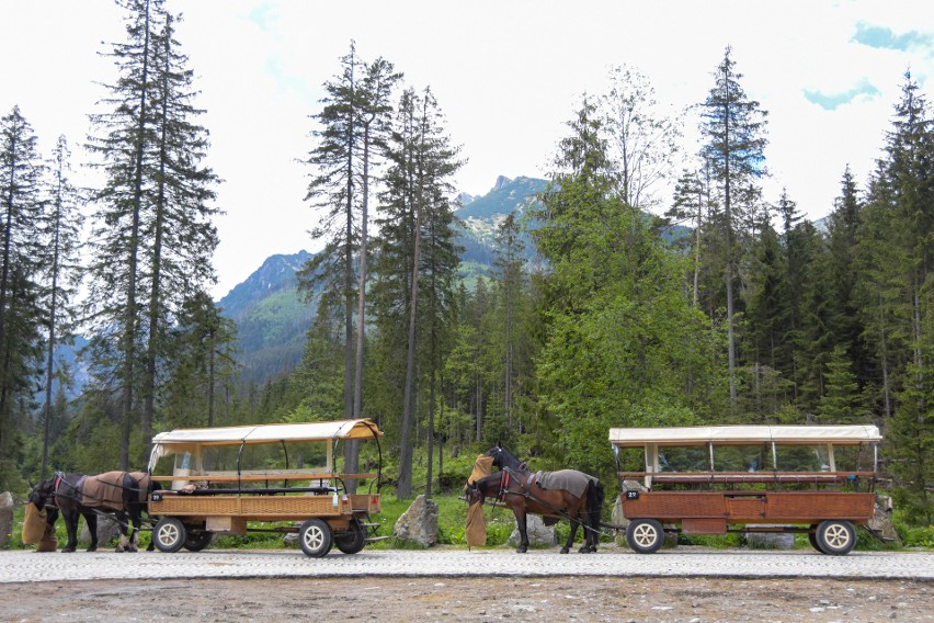 Badania koni w Tatrach. Po pierwszej turze wyniki dobre. Zwierzęta są zdrowe. Kolejna tura na początku lipca