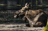 Trzystu kilogramowy łoś złamał nogę przy ul. Strykowskiej - o amputacji nie mogło być mowy. Zwierzę zostanie uśpione 